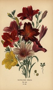 塗装された舌またはベルベット トランペットの花、Salpiglossis sinuata。 作： Désiré Georges Jean Marie Bois