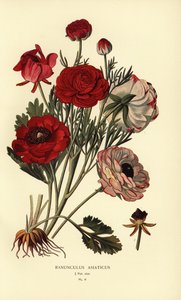 ペルシャのキンポウゲ、ラナンキュラス アジアティカ。 作： Désiré Georges Jean Marie Bois
