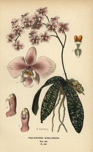 ファレノプシス シレリアーナ蘭。 Edward Step’s Favorite Flowers of Garden and Greenhouse、Frederick Warne、ロンドンの B. Herincq によるイラストのクロモリトグラフ 作： Désiré Georges Jean Marie Bois