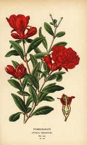ザクロ、Punica granatum。 作： Désiré Georges Jean Marie Bois