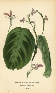 祈りの植物、Maranta leuconeura (Maranta bicolor var. Kerchoviana)。 Edward Step’s Favorite Flowers of Garden and Greenhouse、Frederick Warne、ロンドンの Desire Bois によるイラストのクロモリトグラフ 作： Désiré Georges Jean Marie Bois