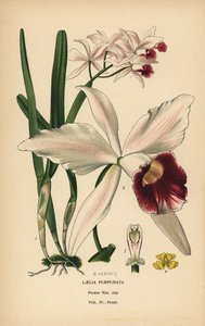 紫色に染まったラエリア蘭、Cattleya purpurata (Laelia purpurata)。 Edward Step’s Favorite Flowers of Garden and Greenhouse、Frederick Warne、ロンドンの B. Herincq によるイラストのクロモリトグラフ 作： Désiré Georges Jean Marie Bois
