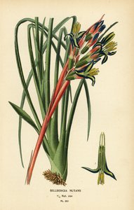 女王の涙植物、Billbergia nutans。 Edward Step’s Favorite Flowers of Garden and Greenhouse、Frederick Warne、ロンドンの Desire Bois によるイラストのクロモリトグラフ 作： Désiré Georges Jean Marie Bois