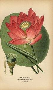 神聖な豆またはインドの蓮、Nelumbo nucifera。 作： Désiré Georges Jean Marie Bois
