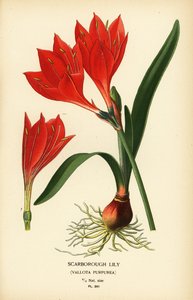 スカボロー ユリ、Cyrtanthus elatus (Vallota purpurea)。 Edward Step’s Favorite Flowers of Garden and Greenhouse、Frederick Warne、ロンドンの Desire Bois によるイラストのクロモリトグラフ 作： Désiré Georges Jean Marie Bois