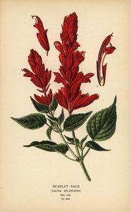 スカーレット セージ、サルビア スプレンデンス。 Edward Step’s Favorite Flowers of Garden and Greenhouse、Frederick Warne、ロンドンの Desire Bois によるイラストのクロモリトグラフ 作： Désiré Georges Jean Marie Bois