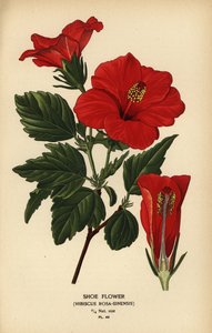 靴の花またはチャイナ ローズ、ハイビスカス ローザ ススキ。 作： Désiré Georges Jean Marie Bois