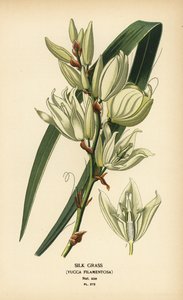 シルクグラス、ユッカフィラメントーサ。 Edward Step’s Favorite Flowers of Garden and Greenhouse、Frederick Warne、ロンドンの Desire Bois によるイラストのクロモリトグラフ 作： Désiré Georges Jean Marie Bois