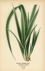 タヒチのスクリューパイン、パンダヌス・テクトリウス (Veitch のスクリューパイン、Pandanus veitchii)。 Edward Step’s Favorite Flowers of Garden and Greenhouse、Frederick Warne、ロンドンの Desire Bois によるイラストのクロモリトグラフ 作： Désiré Georges Jean Marie Bois