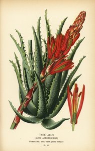 ツリー アロエ、アロエ アーボレッセンス。 Edward Step’s Favorite Flowers of Garden and Greenhouse、Frederick Warne、ロンドンの Desire Bois によるイラストのクロモリトグラフ