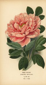 牡丹、芍薬牡丹。 作： Désiré Georges Jean Marie Bois