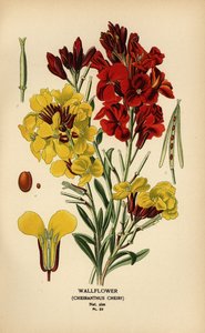 Wallflowers、Erysimum × cheiri。 作： Désiré Georges Jean Marie Bois