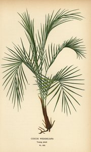 ウェッデルのやし、Lytocaryum weddellianum、若い植物 (Cocos weddeliana)。 Edward Step’s Favorite Flowers of Garden and Greenhouse、Frederick Warne、ロンドンの Desire Bois によるイラストのクロモリトグラフ