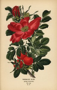 しわのあるバラ、Rosa rugosa。 作： Désiré Georges Jean Marie Bois