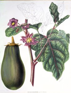 ナス、フローレデジャルダンデュロワイヤムドペイバスの植物プレート、AW Sythoff作、1860年 作： Dutch School