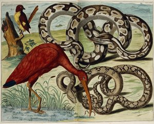 鳥とヘビ、プレート62、「もの豊かな自然の宝物ノヴァの説明」、1734-1765 作： Dutch School
