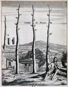 Jan CommelinによるDe Nederlandze Hesperidesの果樹、1676年発行 作： Dutch School