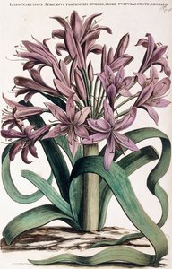 リリオ・ナルシサス、1697-1701