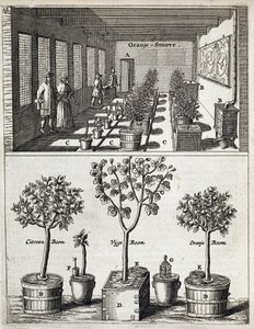Jan CommelinによるDe Nederlandze HesperidesのOrangeryが1676年に公開 作： Dutch School