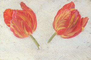 チューリップの研究、1830年頃（紙に油彩） 作： Dutch School