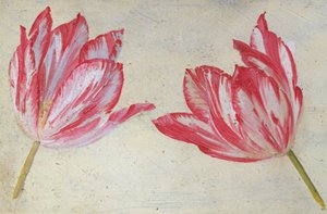 チューリップの研究、1830年頃（紙に油彩）