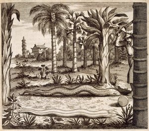 石蛇、中国出身、アタナシウス・キルヒャー（1601-80）1667 作： Dutch School