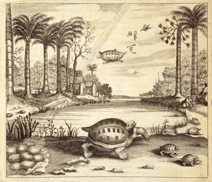 カメの卵の孵化、中国出身、Athanasius Kircher（1601-80）1667 作： Dutch School