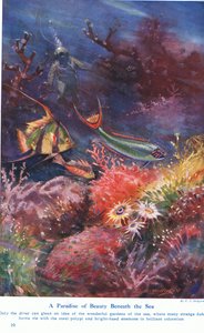 海の下の美の楽園、「土地と海の不思議」からのイラスト、カッセル、ロンドン、1914年発行 作： E.S. Hodgson