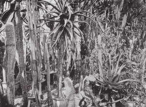 キューガーデン、1900年頃（モノクロ写真） 作： E. J. Wallis