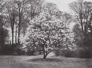 キューガーデン、1900年頃（モノクロ写真） 作： E. J. Wallis