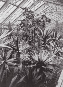 キューガーデン、1900年頃（モノクロ写真）