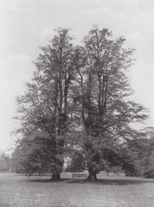 キューガーデン、1900年頃（モノクロ写真） 作： E. J. Wallis