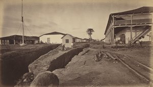 アカフトラ、1877年。 作： Eadweard Muybridge