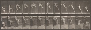動物の移動。 動物の連続相の電子写真調査、1880年代。 作： Eadweard Muybridge