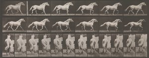 動物の移動。 動物の連続相の電子写真調査、1880年代。 作： Eadweard Muybridge