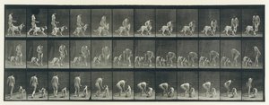 動物の移動。 動物の連続相の電子写真調査、1880年代。 作： Eadweard Muybridge