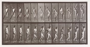 動物の移動。 動物の連続相の電子写真調査、1880年代。 作： Eadweard Muybridge