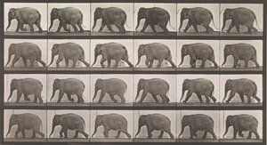 動物の移動。 動物の連続相の電子写真調査、1880年代。 作： Eadweard Muybridge