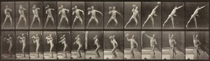 動物の移動、プレート 319、1887 年。 作： Eadweard Muybridge