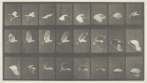 動物の移動、プレート 758、1887 年。 作： Eadweard Muybridge