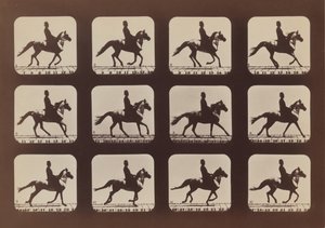 動いている動物の態度、1879年、1881年に印刷。 作： Eadweard Muybridge