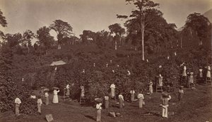 コーヒーの収穫、ラス ヌベス - グアテマラ、1875 年。 作： Eadweard Muybridge