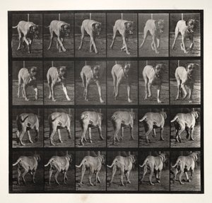 ドレッド・トロット、1887年。 作： Eadweard Muybridge
