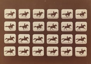 馬。 ランニング。 Phyrne L. No. 40, 1879. 作： Eadweard Muybridge