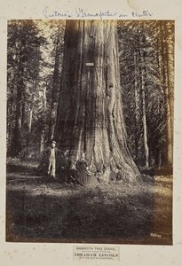 カリフォルニア州カラベラス郡、マンモス・ツリー・グローブ。エイブラハム・リンカーン高さ320フィート、周囲54フィート