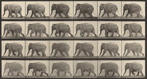 プレート番号 733。象の散歩、1887 年。 作： Eadweard Muybridge