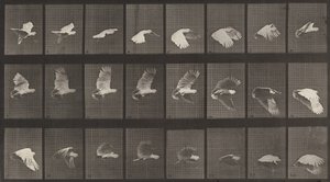 プレート番号 758。オウムの飛行、1887 年。