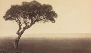 無題（カリフォルニア州ワトソンヴィル近郊の風景）