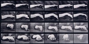 手のモーションスタディ、1872年から1885年 作： Eadweard Muybridge