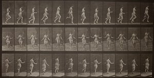 動物の運動、174 作： Eadweard Muybridge
